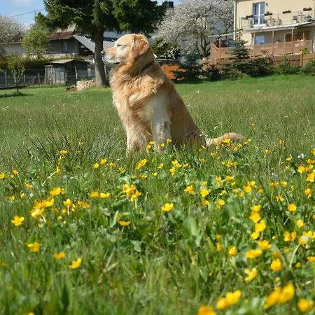 Alojamento de Acomodação e Pequeno-almoço Gaestehaus Celine Meuspath