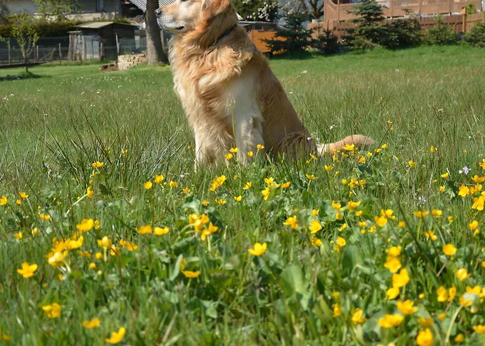 Gaestehaus Celine Bed and breakfast Meuspath