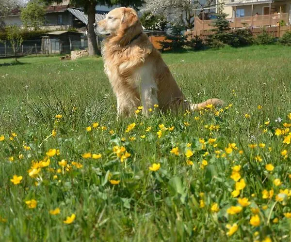Couette-café Gaestehaus Celine Meuspath